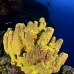 sponge_tube_branching_lll_lc_v_0136_cay1133.jpg